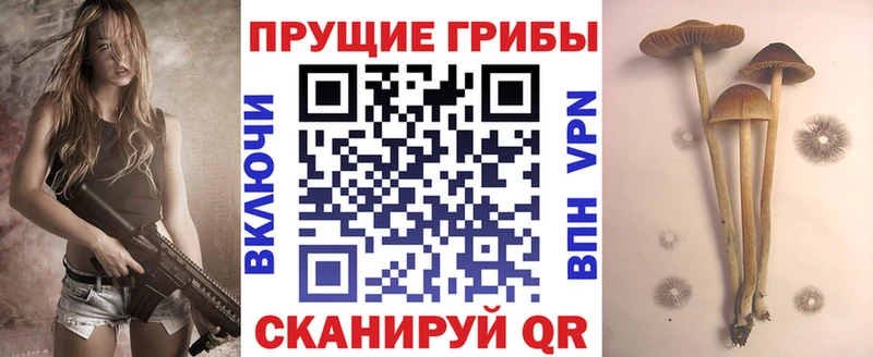 дарнет шоп Североморск Галлюциногенные грибы Psilocybe